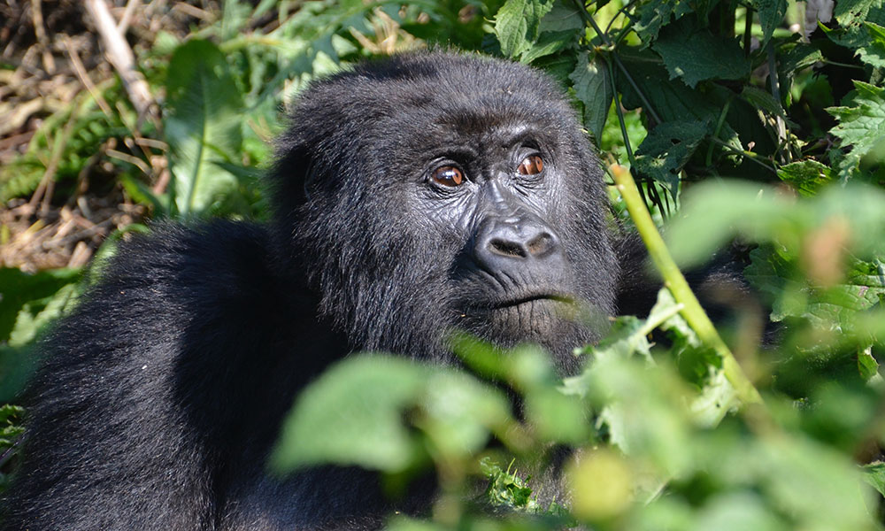 The Meaning Of Harambe Freedom And Gorillas
