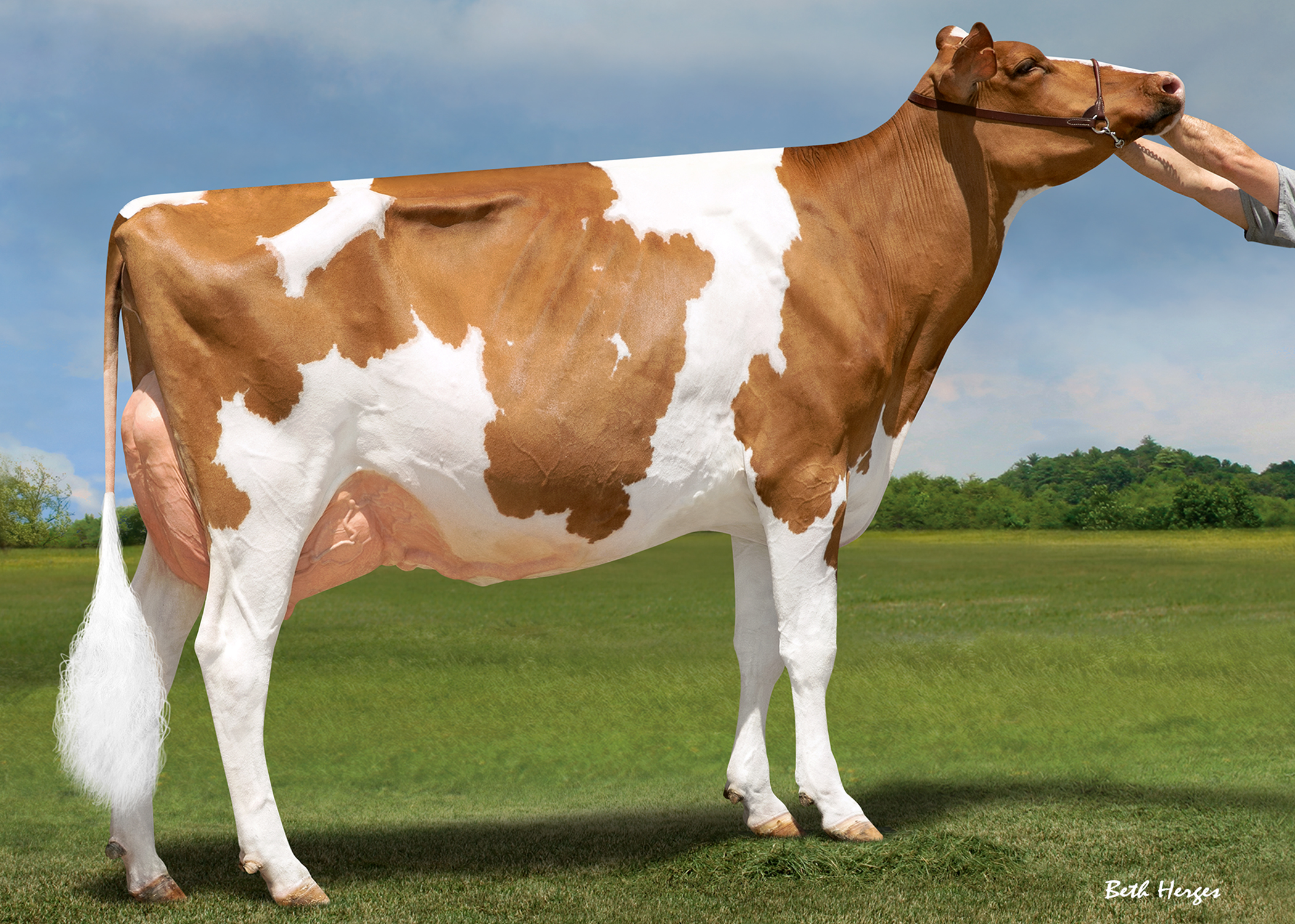 Luck-E Artisan-Red – World Wide Sires Deutschland