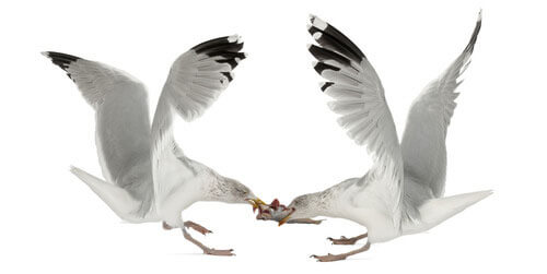 Seagulls Negotiating over a fish
