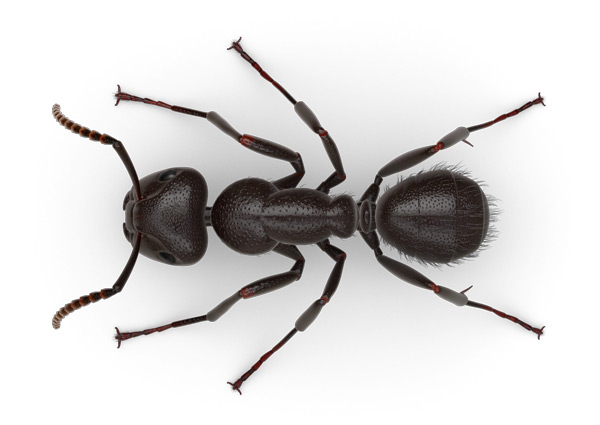 carpenter ant