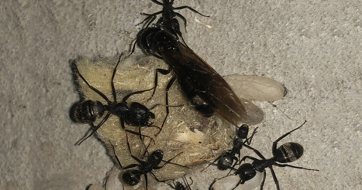 Carpenter Ant Pictures