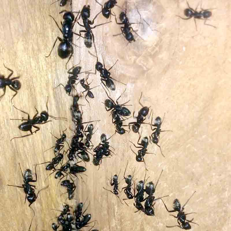 Carpenter Ant picture