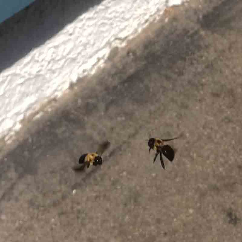 carpenter bee picture
