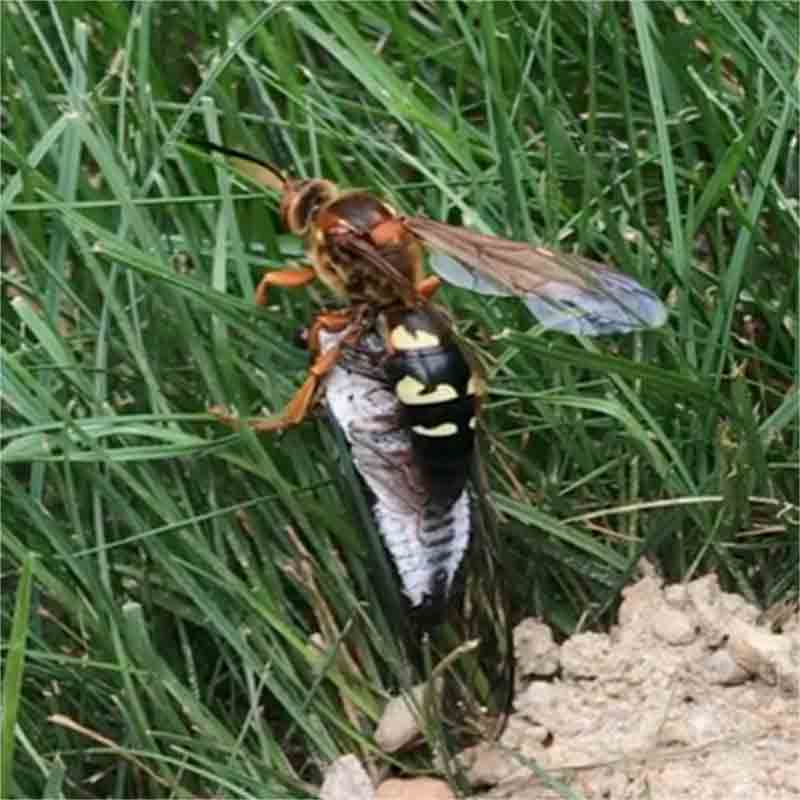 cicada killer picture