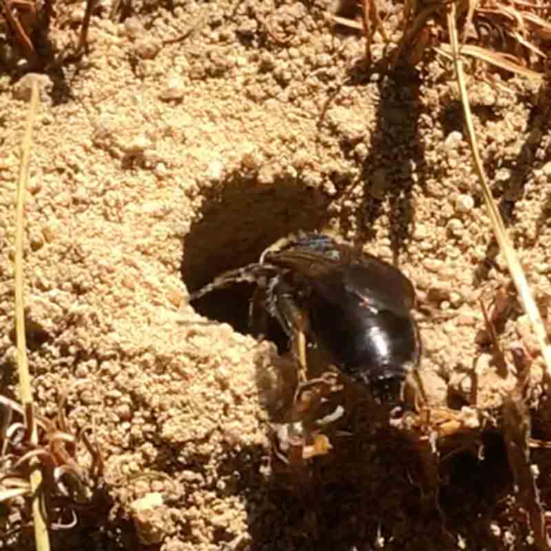 digging bee picture