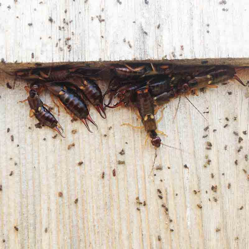 earwig picture