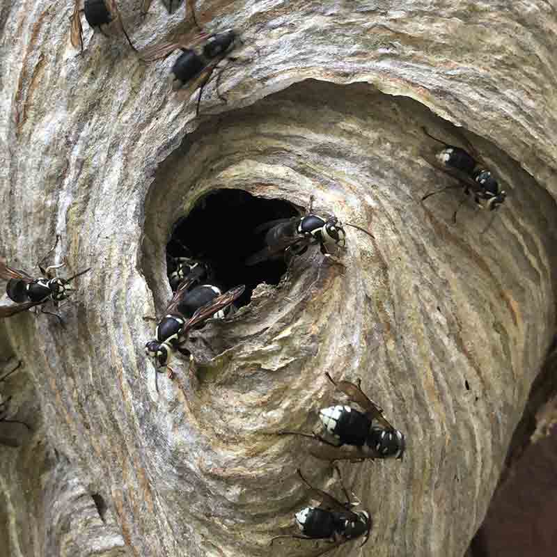 hornet picture