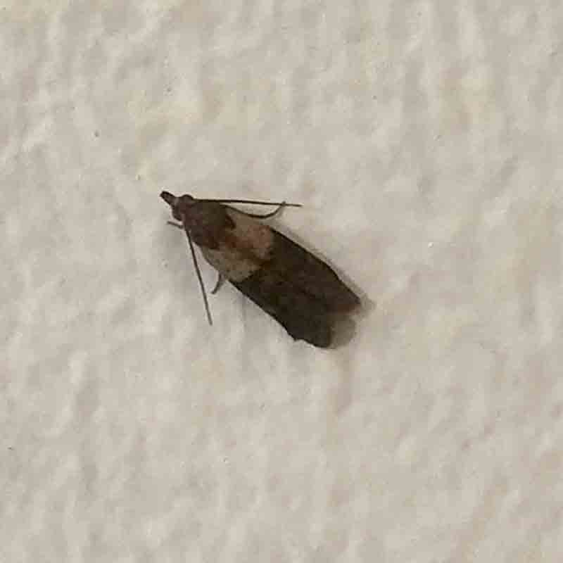 pantry pest picture