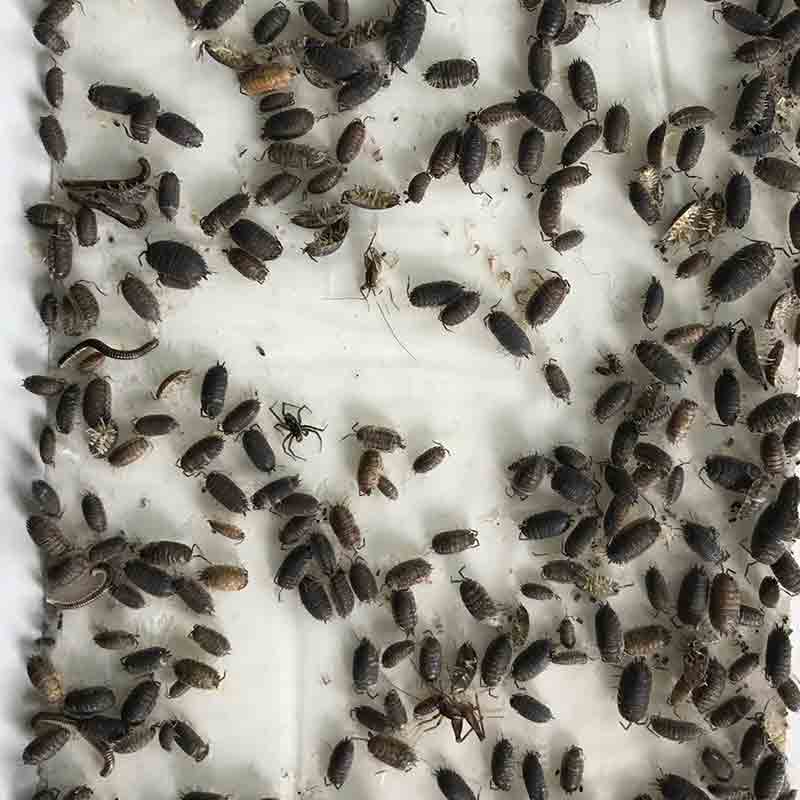 rollie pollie bugs