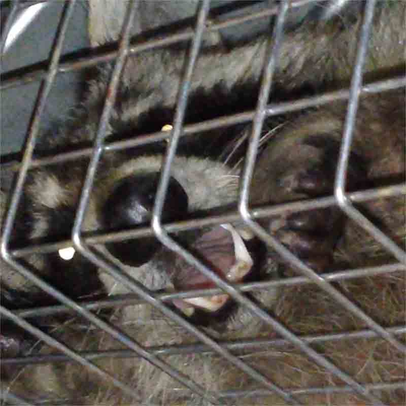 raccoon picture
