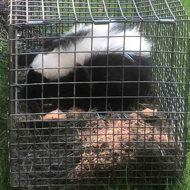 skunk picture