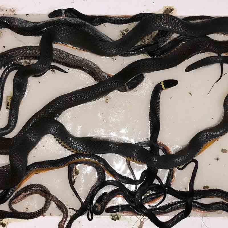 snake picture