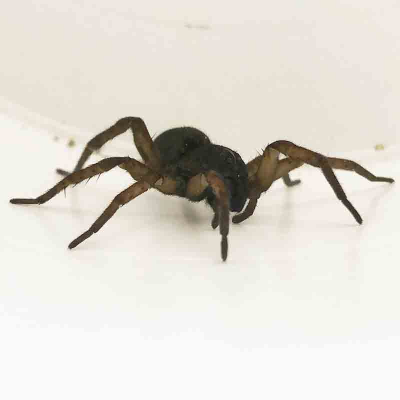 spider picture