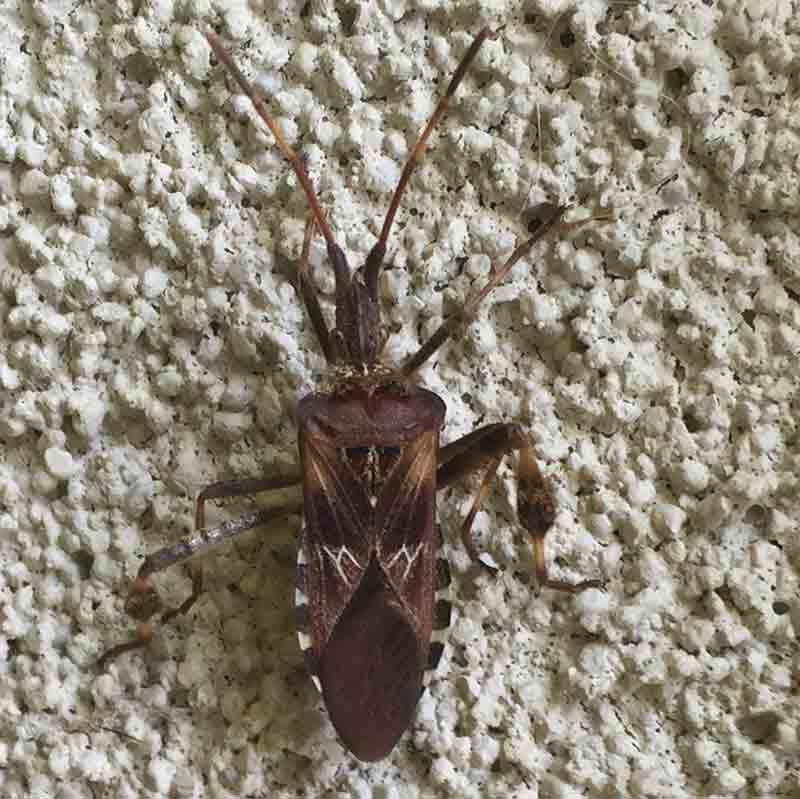 stink bug picture