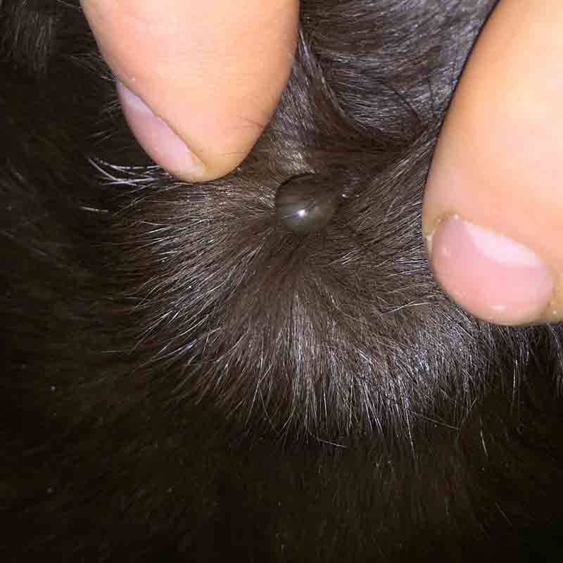tick picture