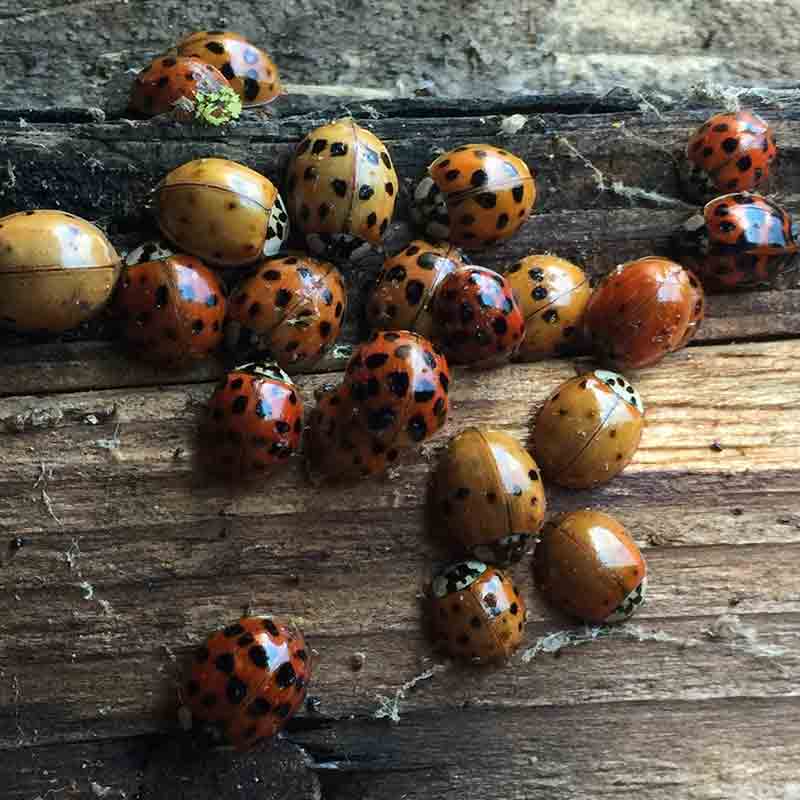 lady bug picture