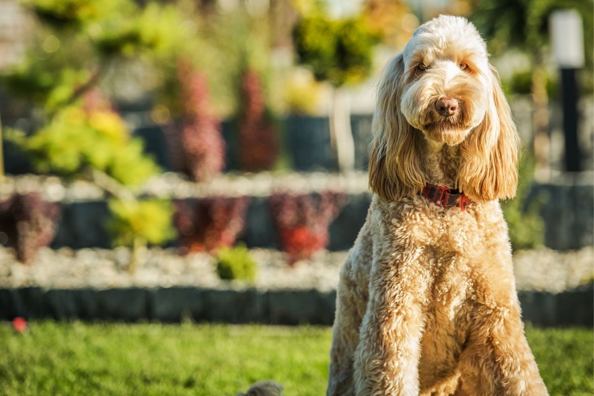 Backyard Pet Safety