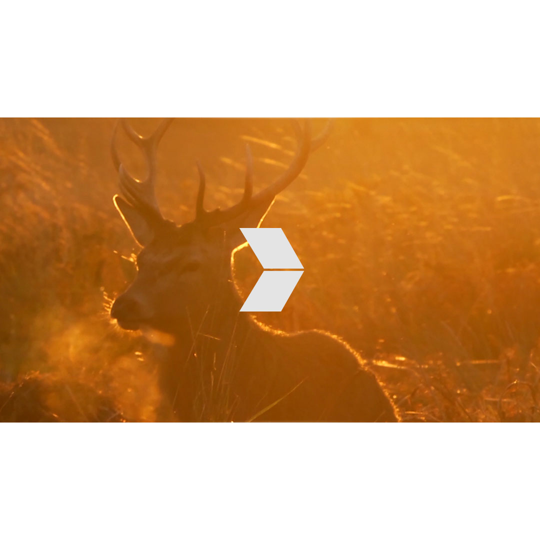 Sunrise in Richmond Park