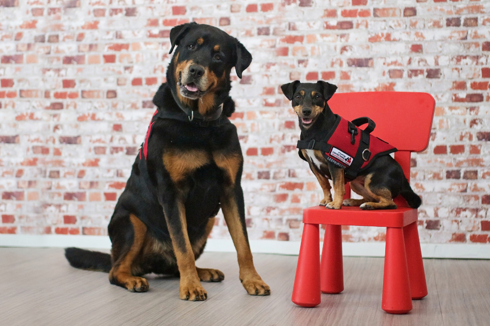 Eisen Therapiehond