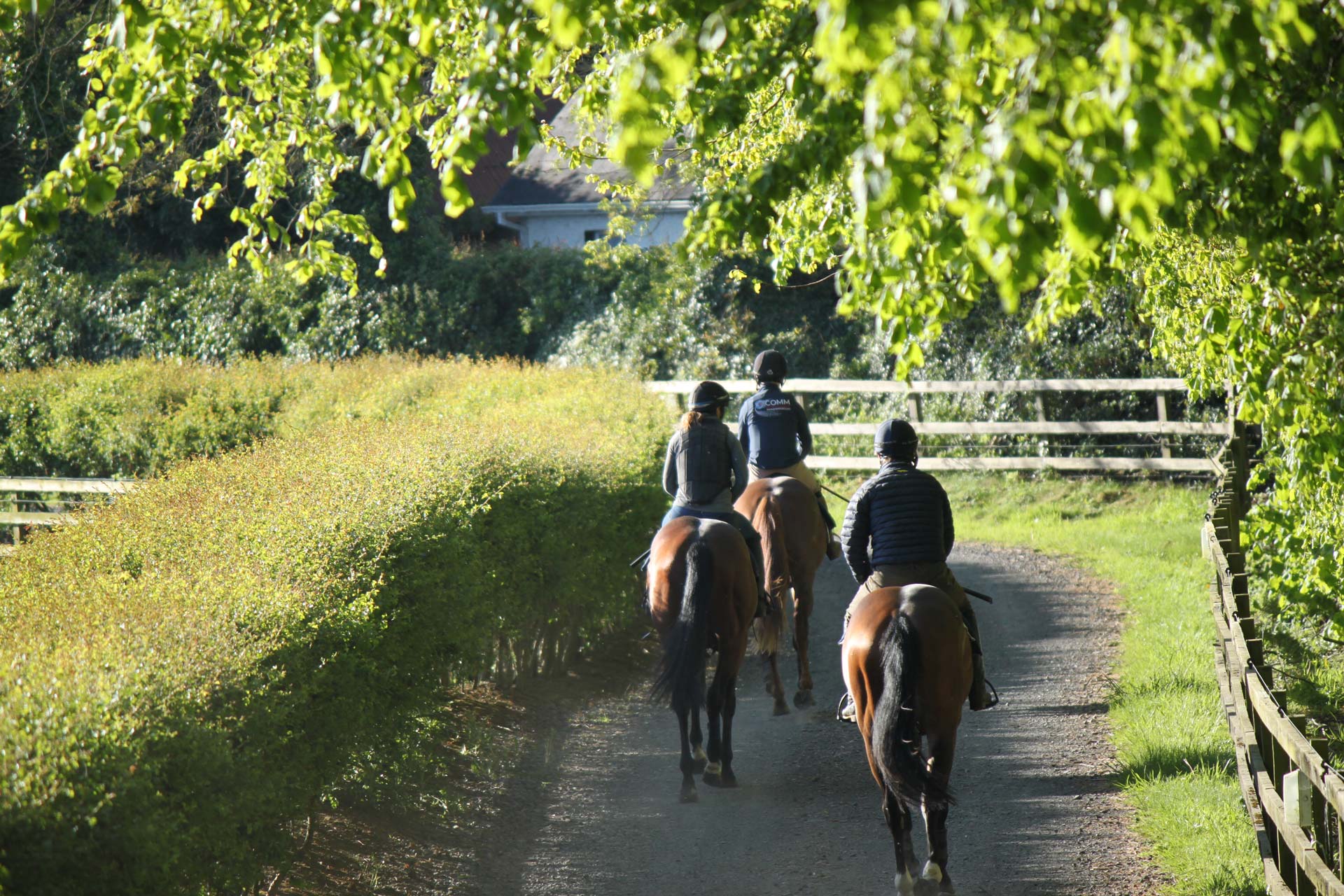 Oak Tree Farm Bloodstock County Meath Ireland