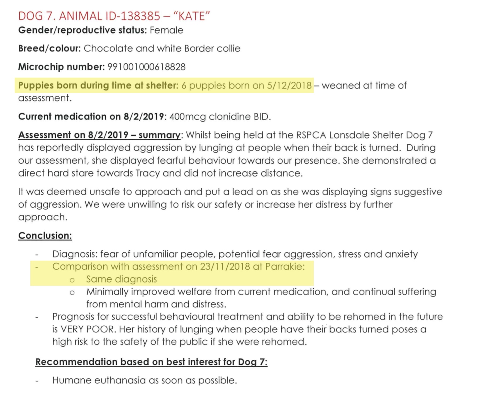 rspca border collie puppies