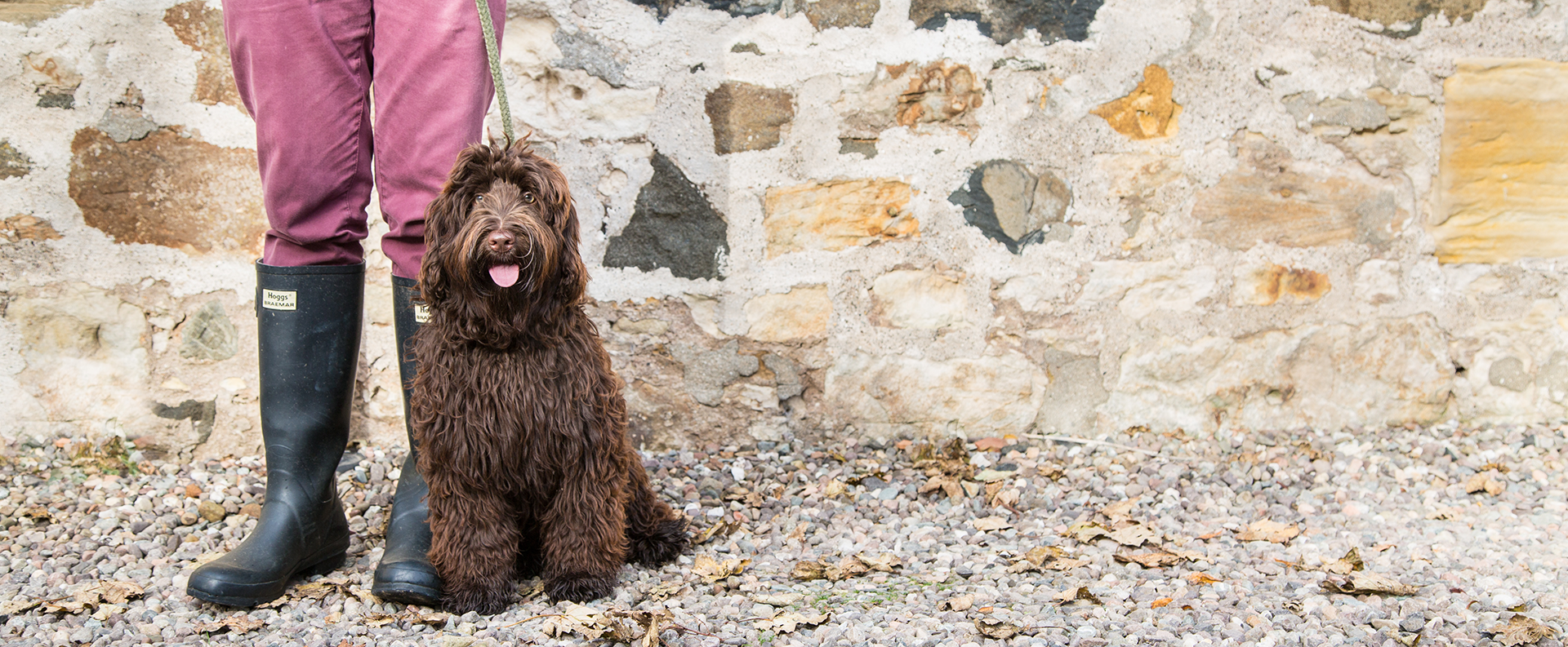 lomond hills labradoodle