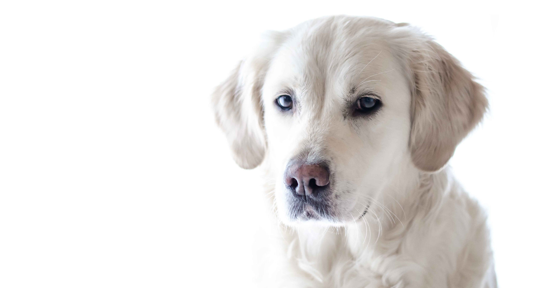 Book Online Southern Comfort Kennels