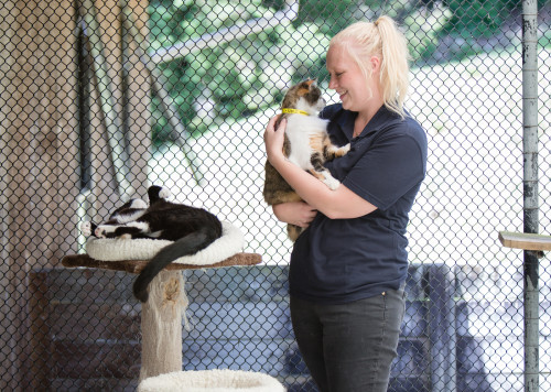 Boutique Cattery South Auckland Pukekohe Manukau Papakura