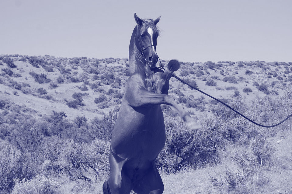 Dominant paard