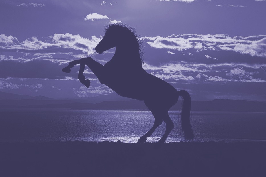 Paard geleverd