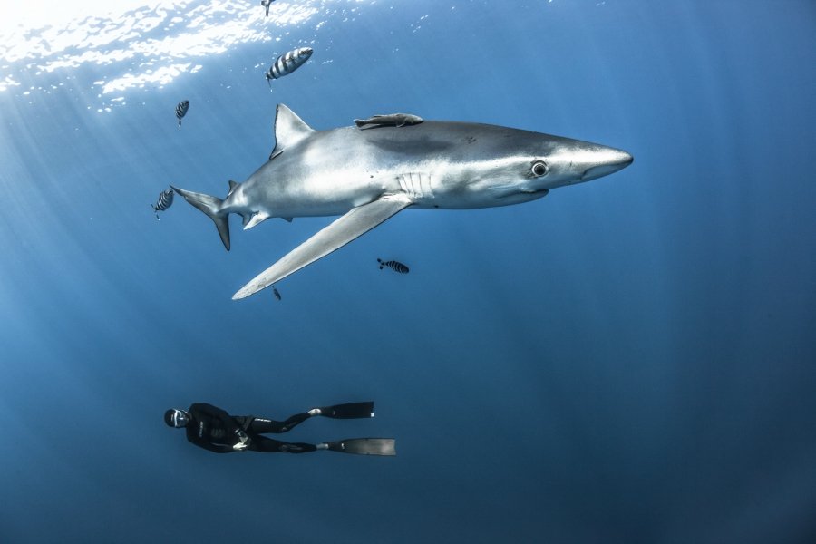 Fearless Free Diver Fred Buyle Partners With Ulysse Nardin