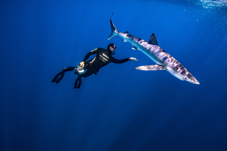 Diving With Sharks