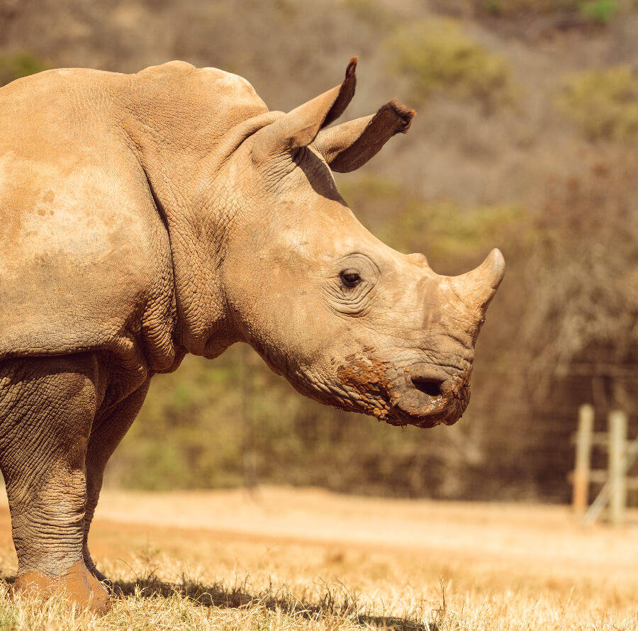 Wild baby rhino