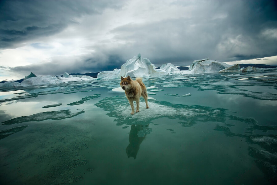 Dog on South Pole