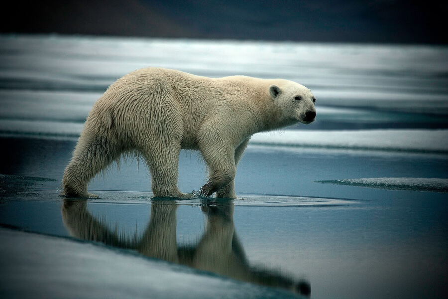 Polar Bear Antarctica