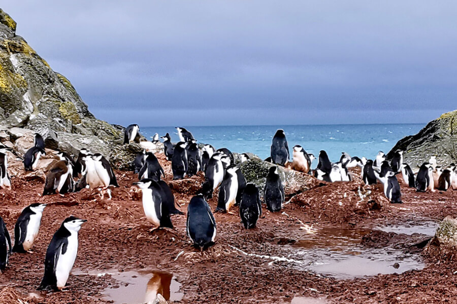 Antarctica Penguins