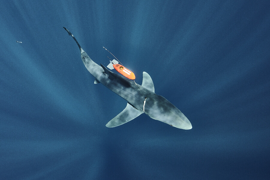 Sharks Tagging