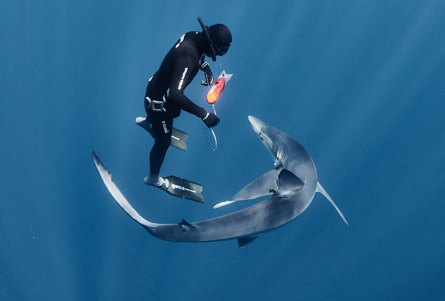 Diving With Blue Sharks