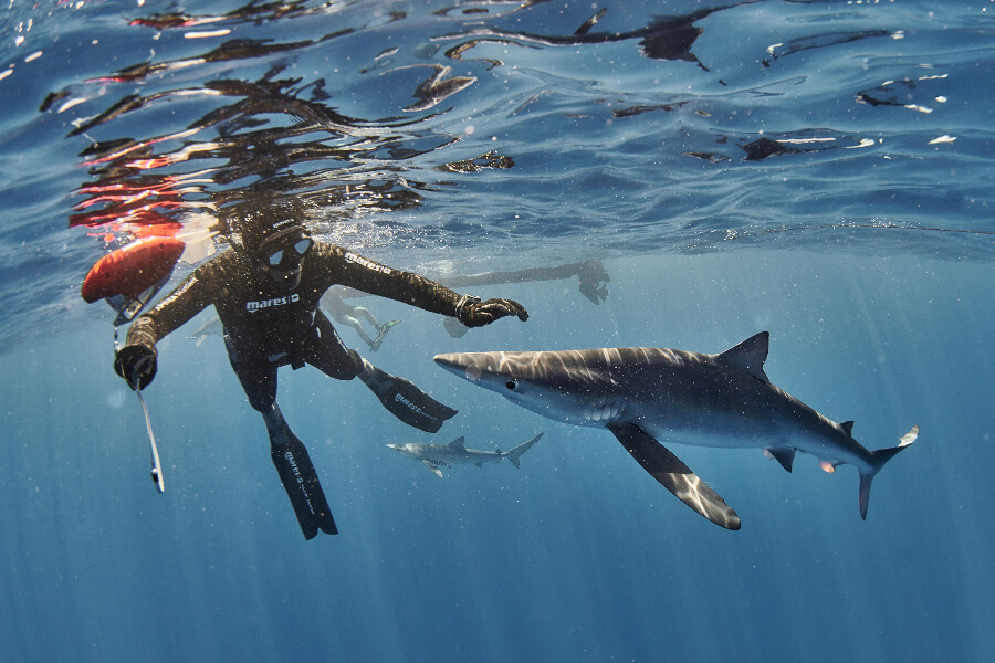 Swimming with sharks