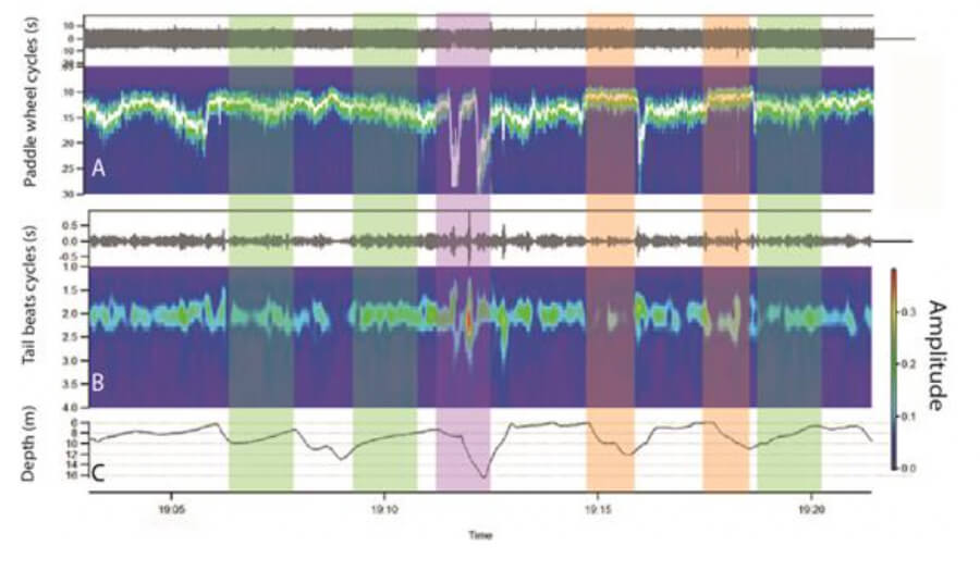 Shark tag monitoring