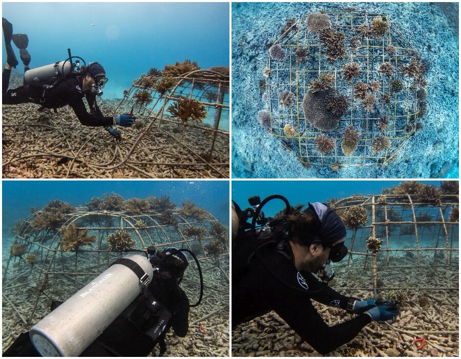 Coral Restoration Fregate Island Seychelles