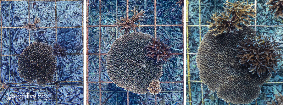 Coral Restoration In Fregate, Blancpain - Coralive
