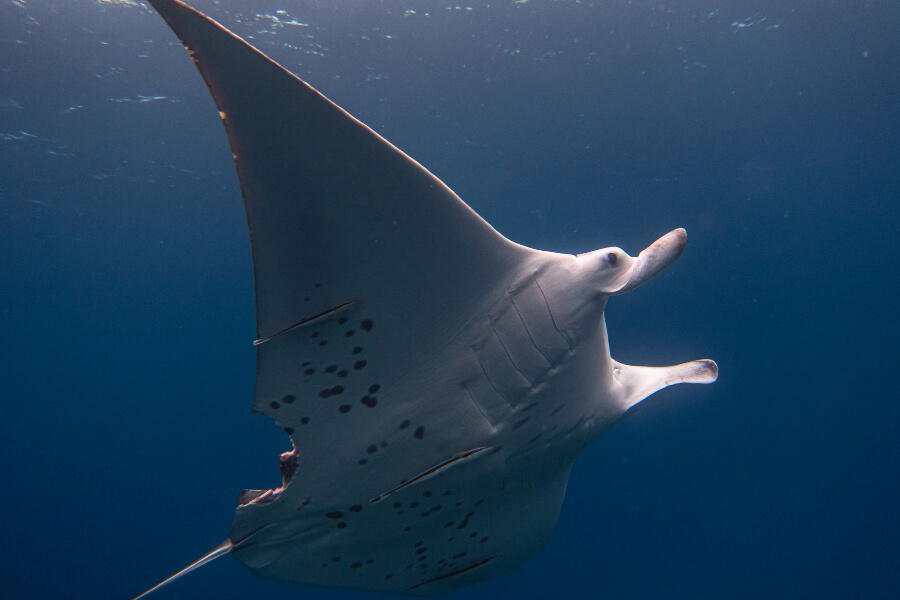 Stingray In Seychelles