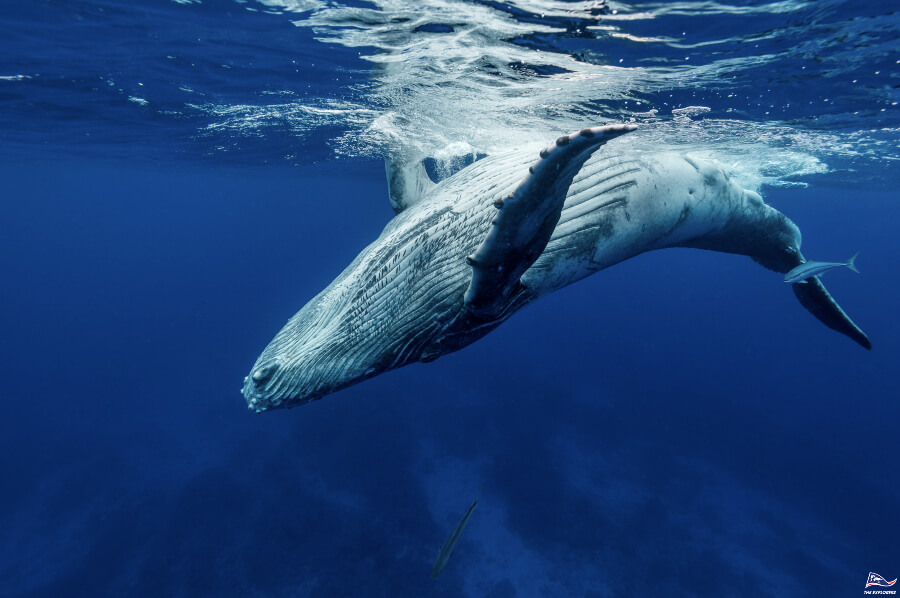 Blue Whale
