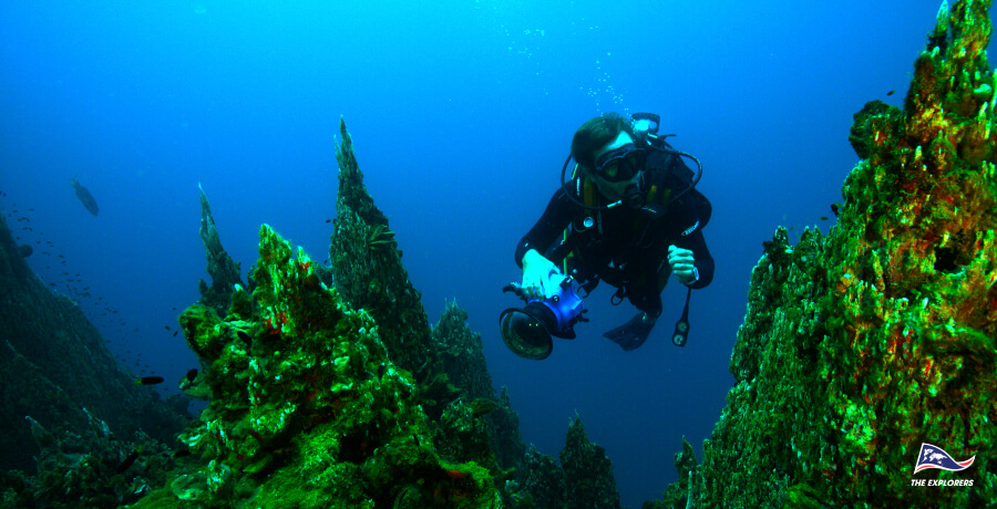 Diving With Sharks
