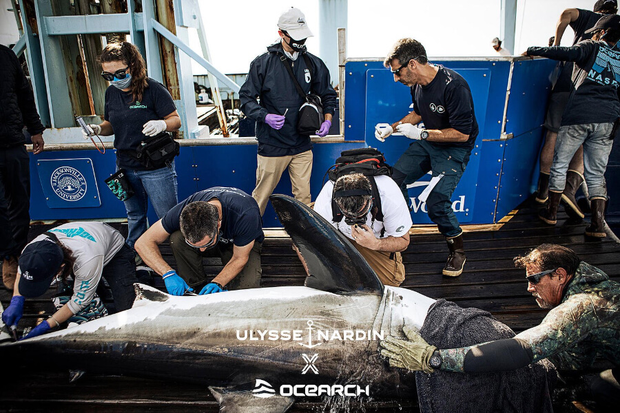 Ulysse Nardin Announces A New Friend Of The Brand: Andromache, A Young Female White Shark!