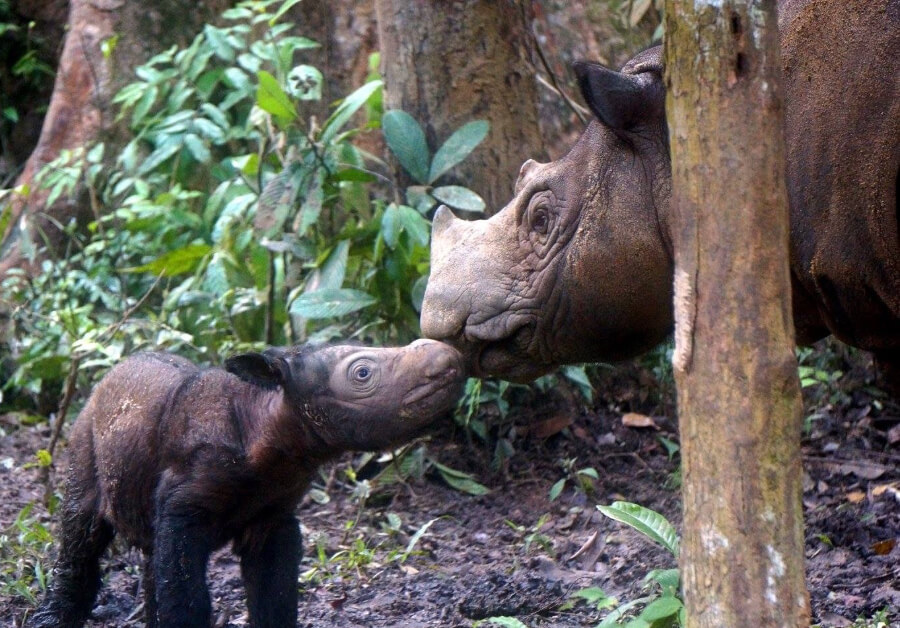 Save the Rhino International