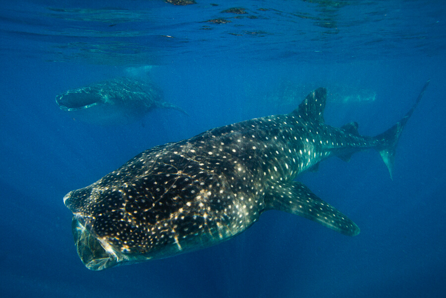 whale shark