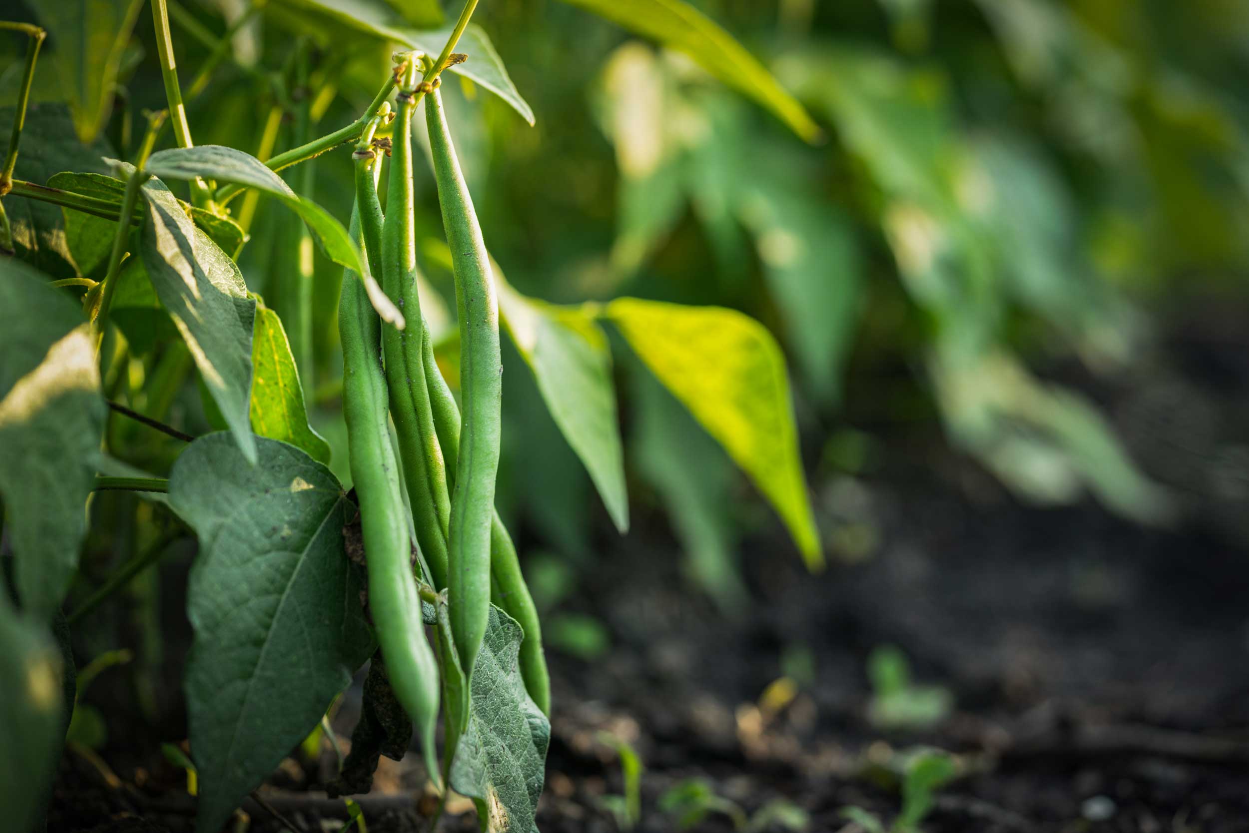 Maximize Green Bean Uniformity & Yields CarbonWorks Agronomy