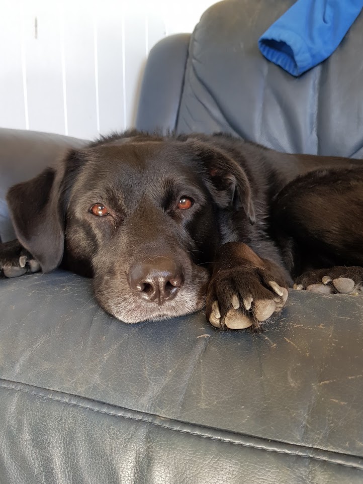 Dog Kennels Cromwell Central Otago Dog Boarding Kennel